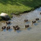 Enten