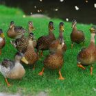 Enten