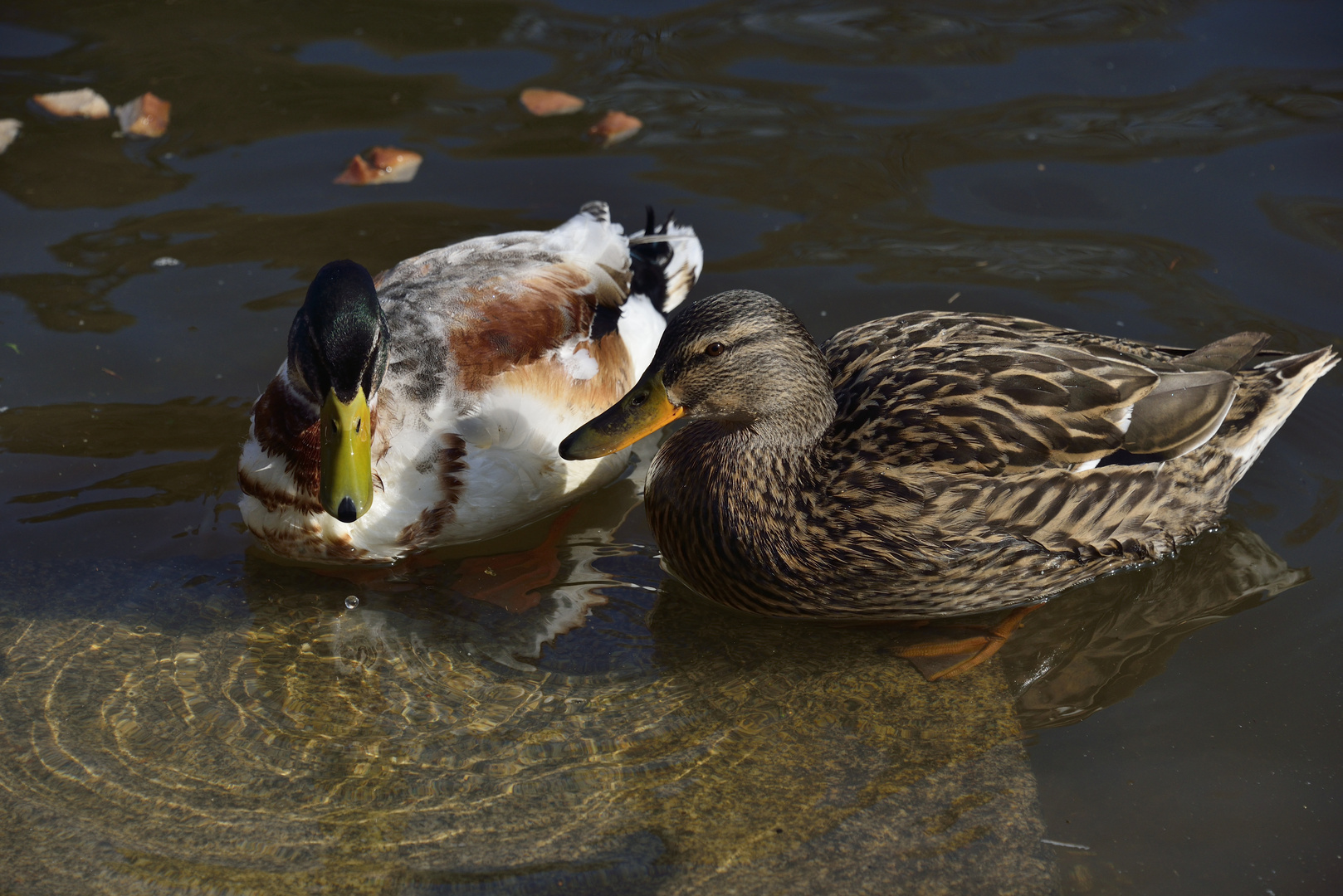 Enten