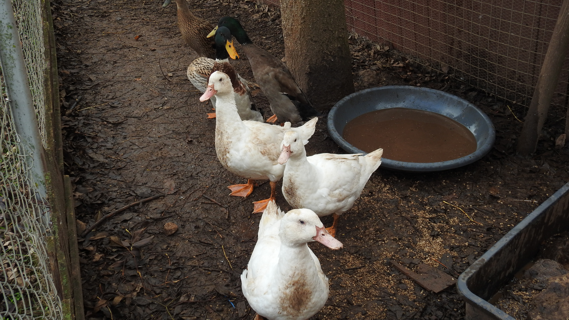 Enten Foto & Bild | tiere, haustiere, nutztiere Bilder auf fotocommunity