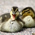 Enten