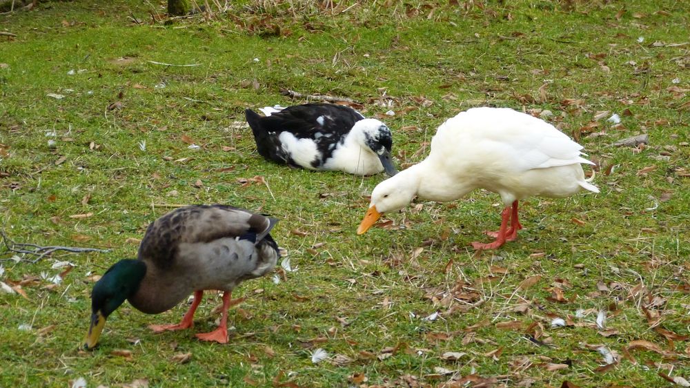 Enten Foto & Bild | tiere, haustiere, nutztiere Bilder auf fotocommunity