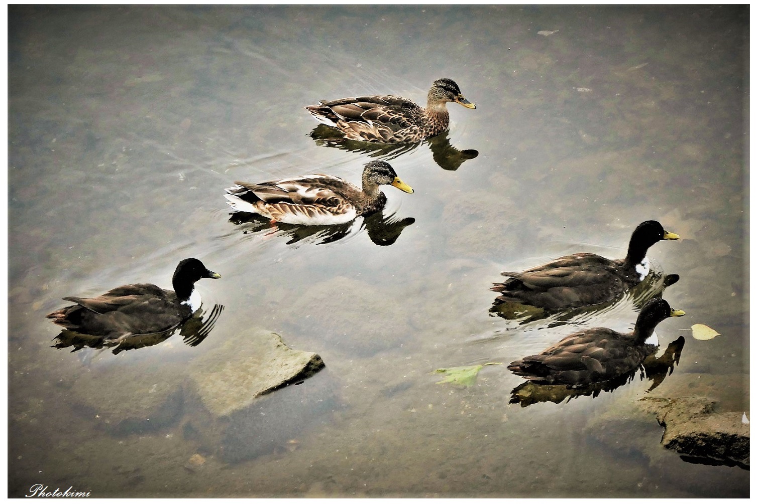 Enten 