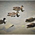 Enten 