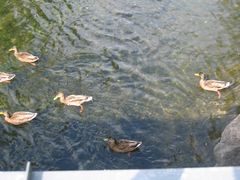 Enten