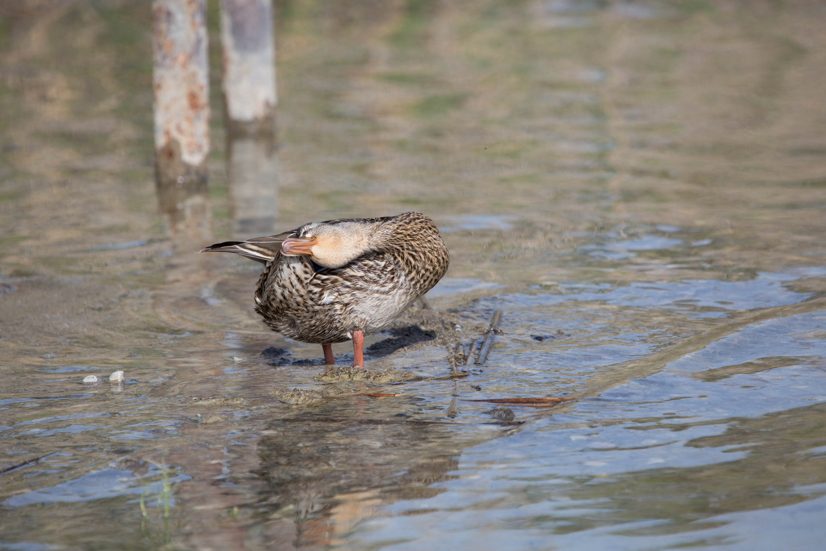 Enten- Abend Wäsche