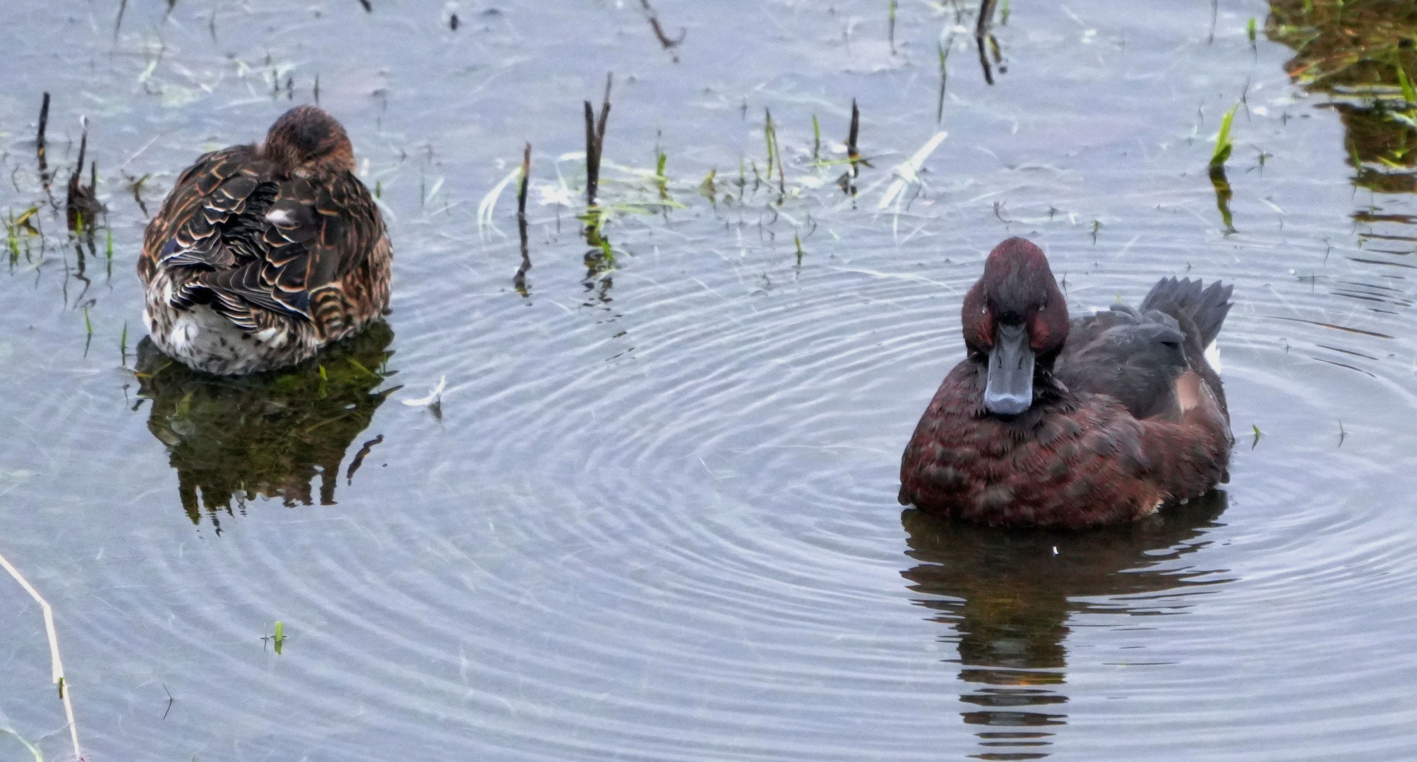 Enten.