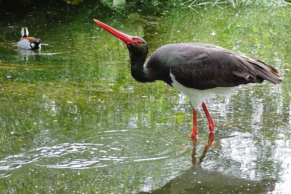 Enten ärgern ... mein neuer Freizeitspaß!