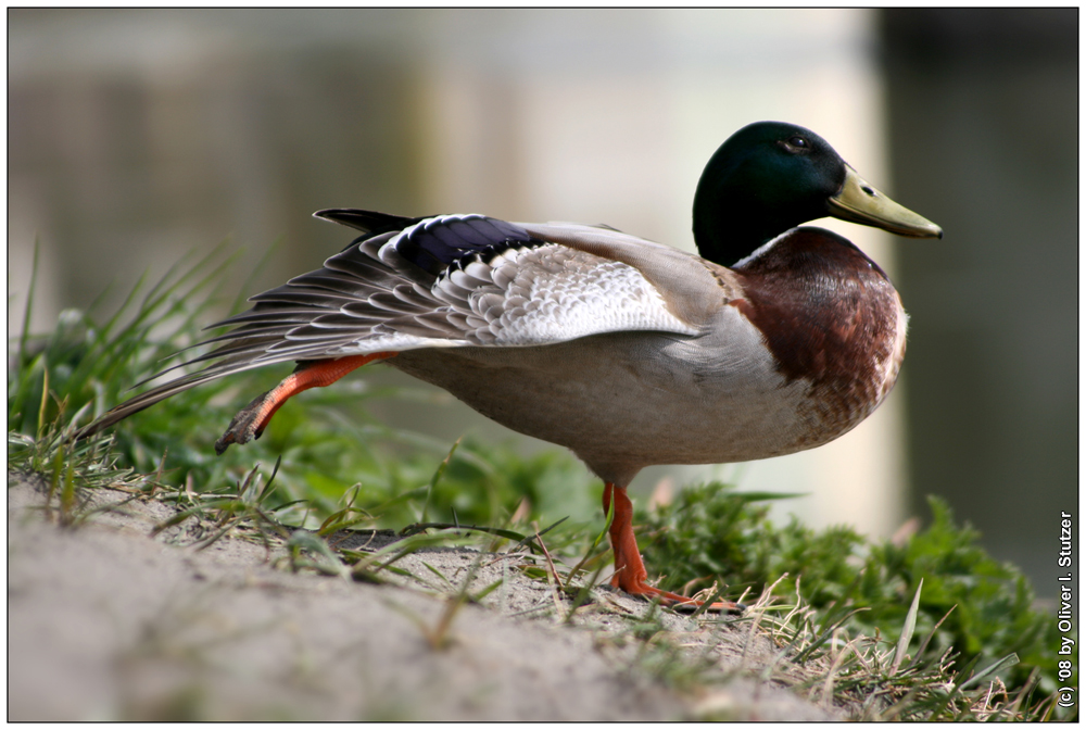 Enten - Aerobic