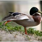 Enten - Aerobic