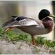 Enten - Aerobic