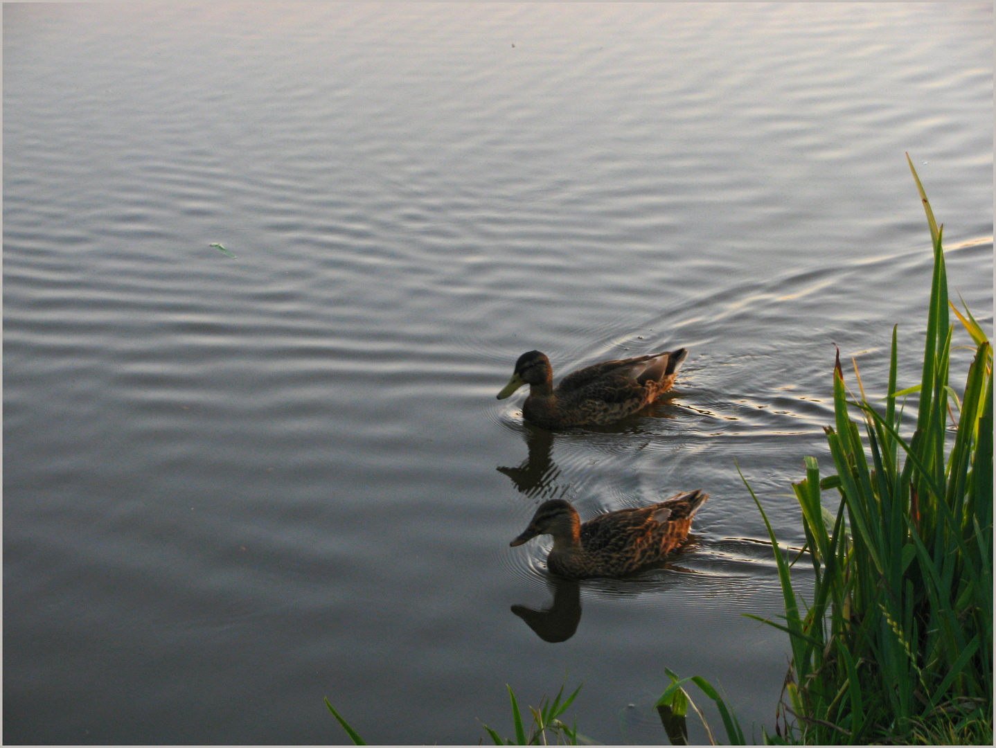 Enten am Abend