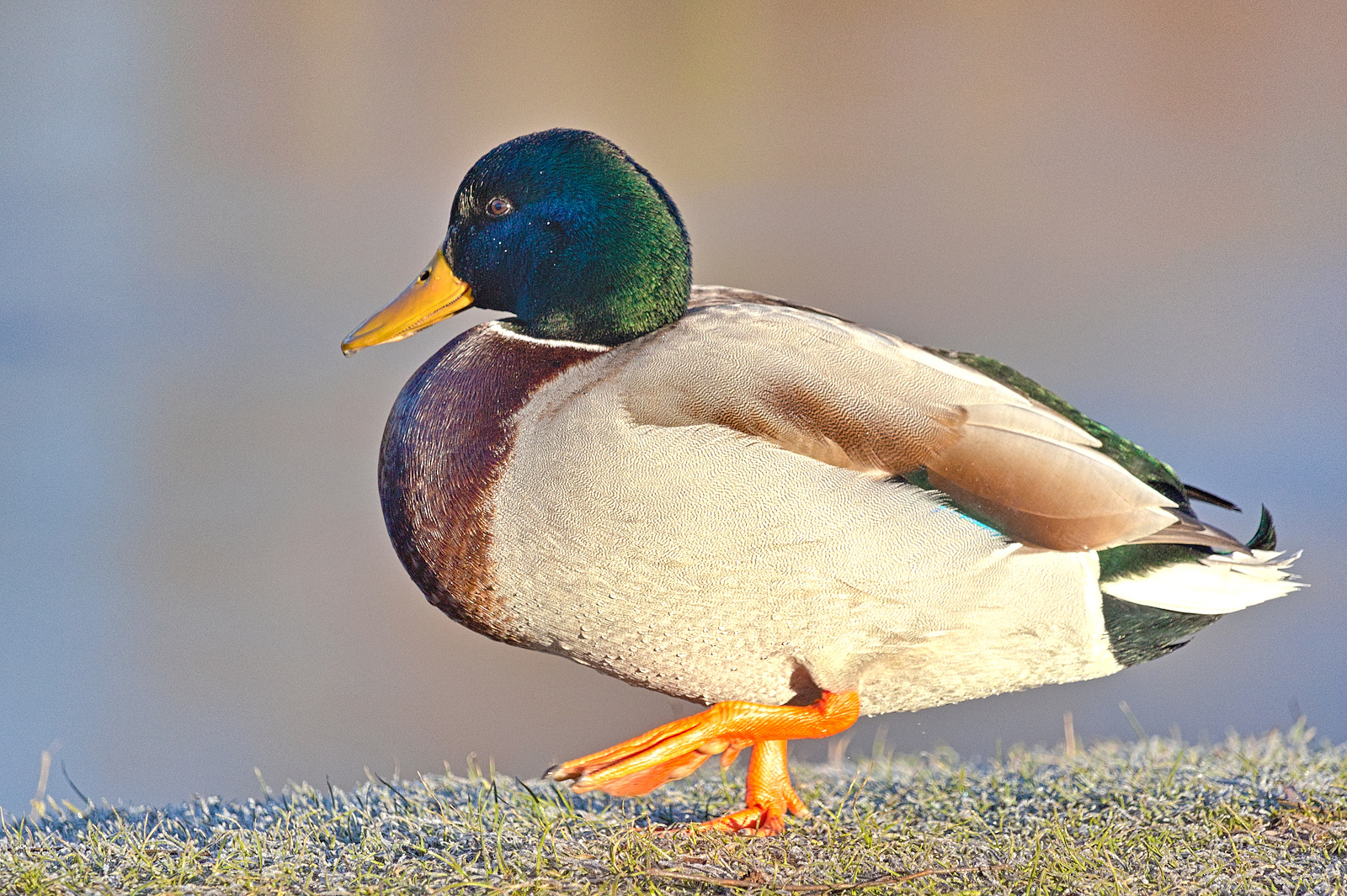 Enten am Alzeyer Weiher