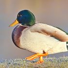 Enten am Alzeyer Weiher