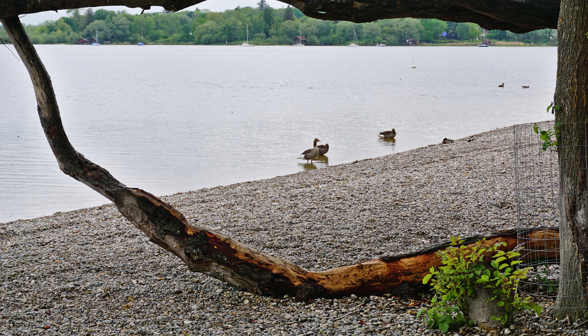 Enten am Ammersee