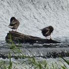 Enten am Baden