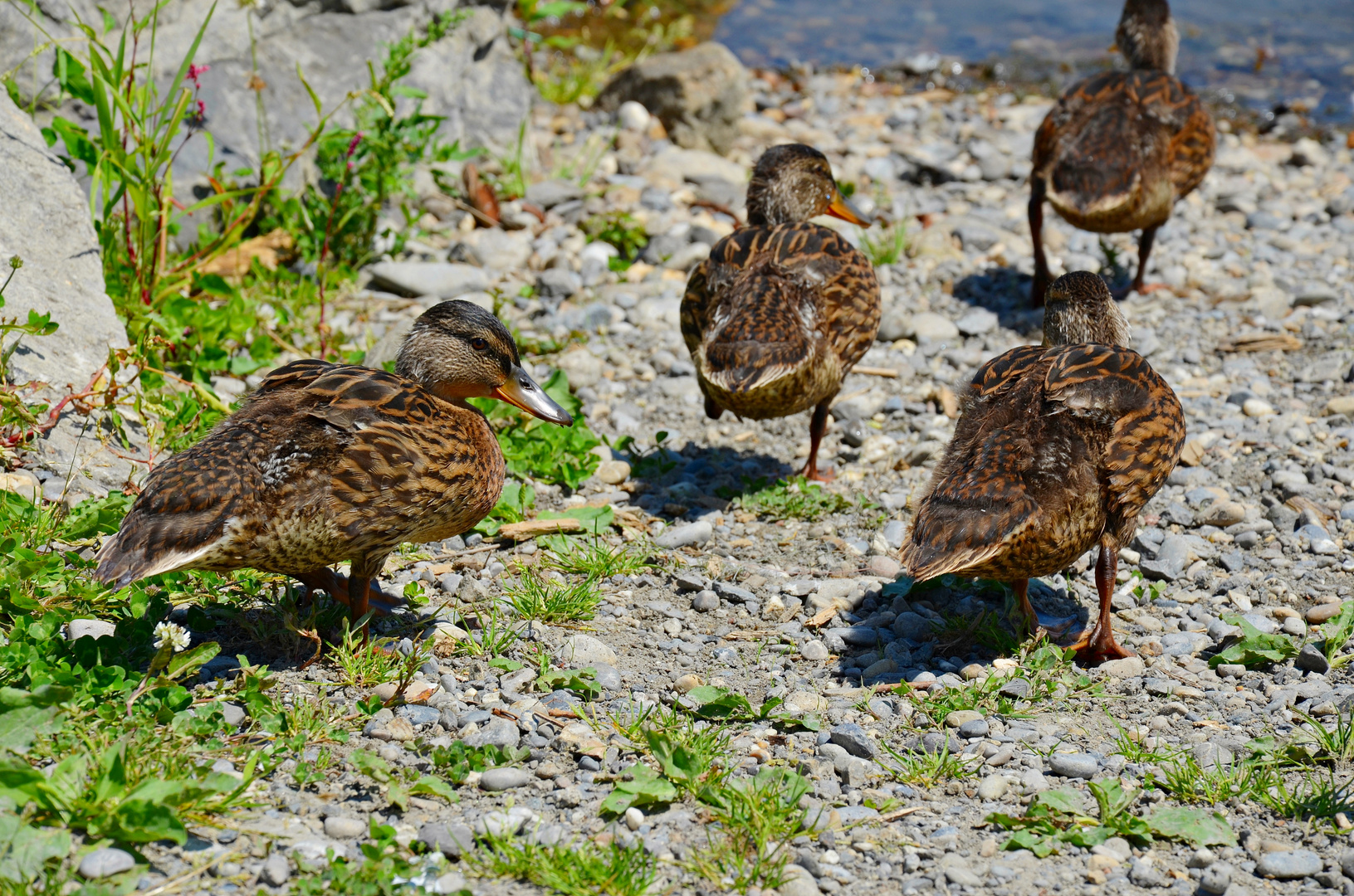 Enten am Bodensee Teil 1......