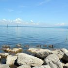 Enten am Bodensee Teil 2...