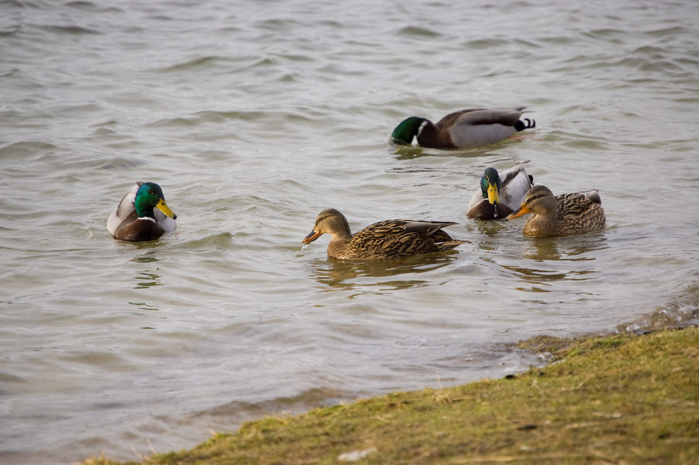 Enten am Boisdorer See