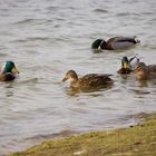 Enten am Boisdorer See