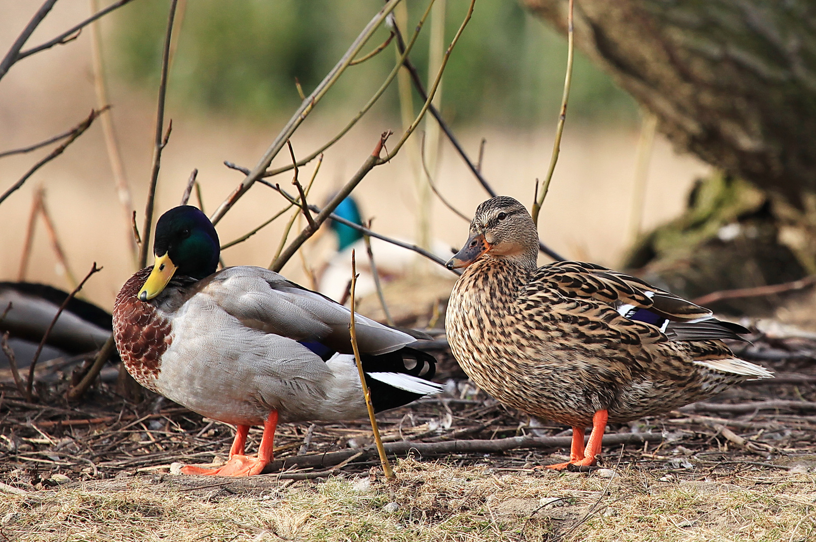 Enten am Centro-Park