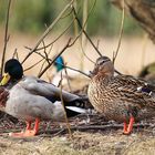 Enten am Centro-Park