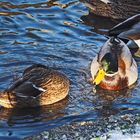 Enten am Eisloch