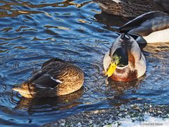 Enten am Eisloch