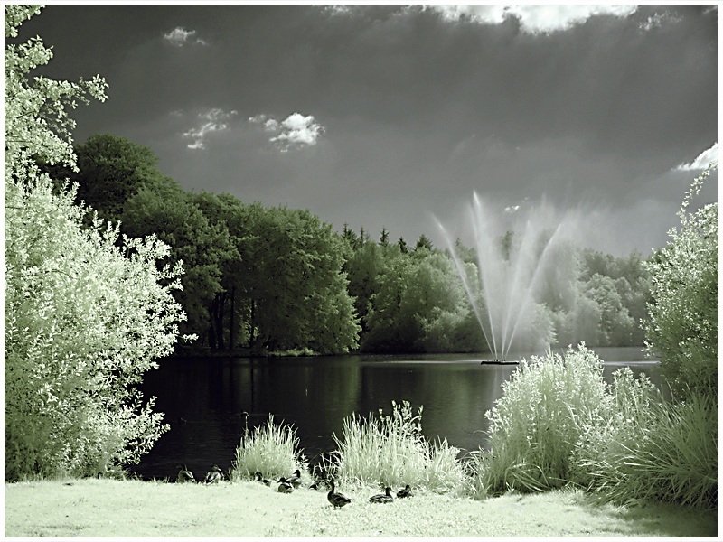 Enten am Ellernteich (Schlosspark Rastede)