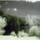 Enten am Ellernteich (Schlosspark Rastede)