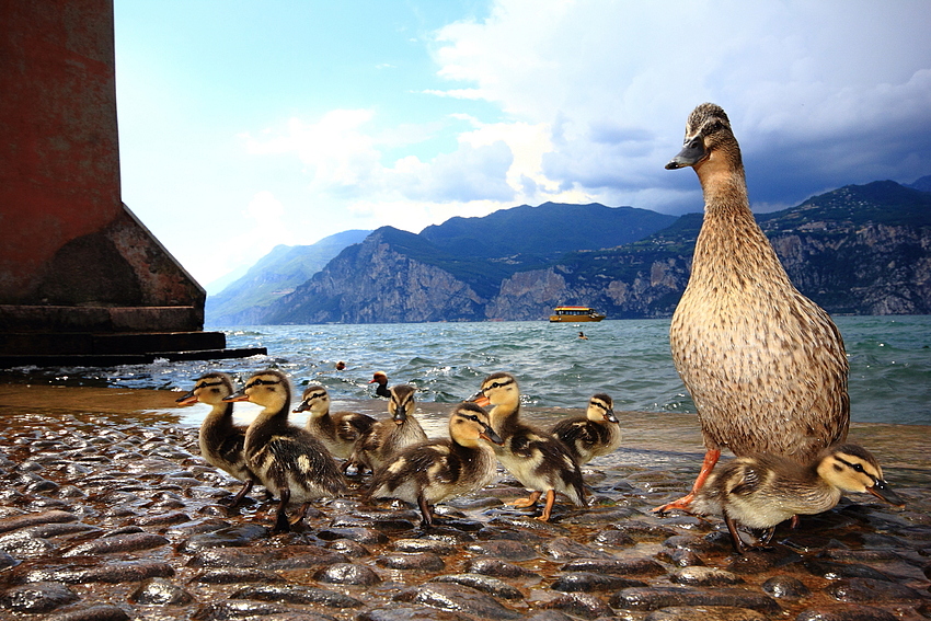 Enten am Gardasee