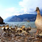 Enten am Gardasee