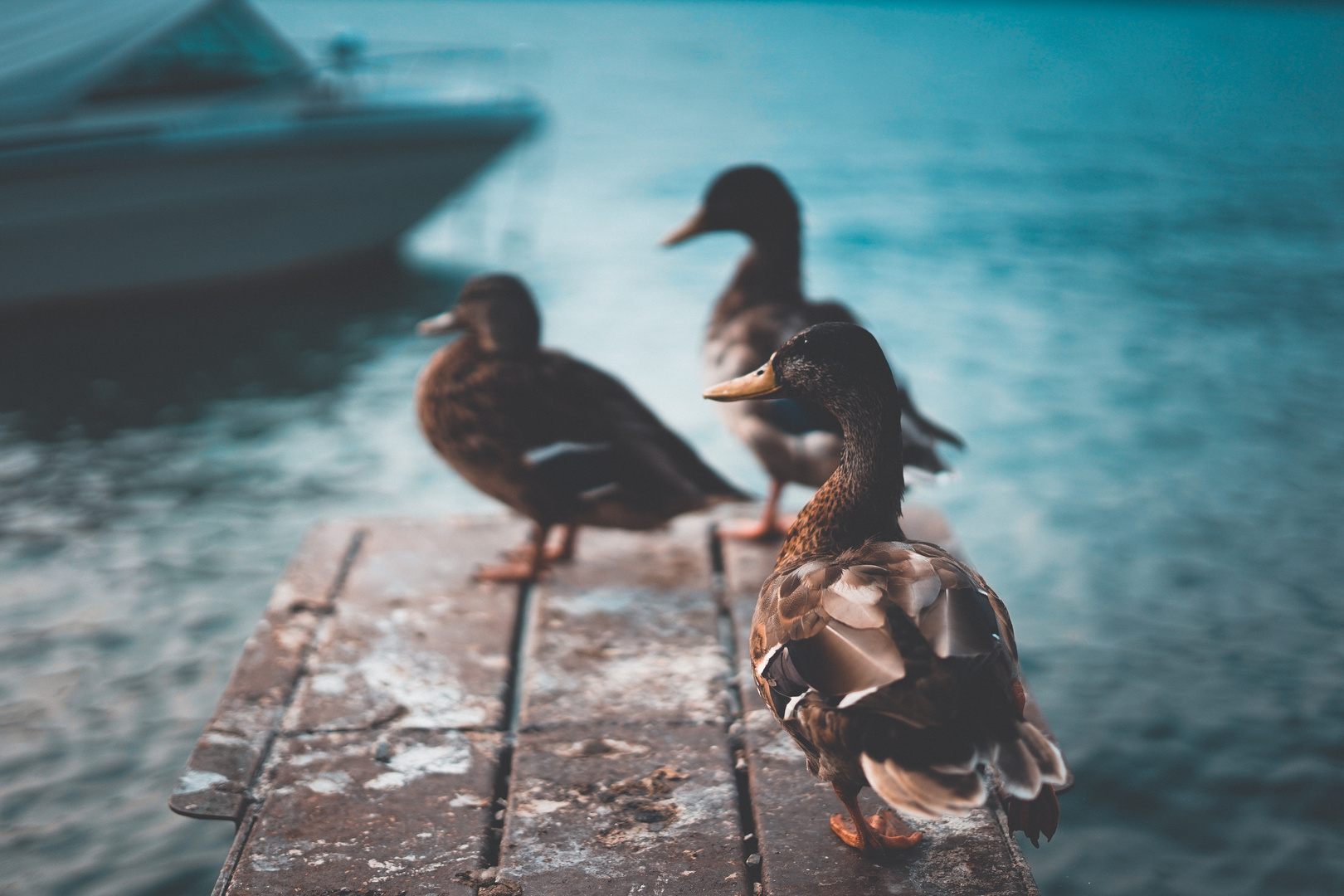 Enten am Gardasee