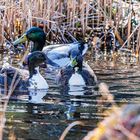 Enten am Gartenteich 1