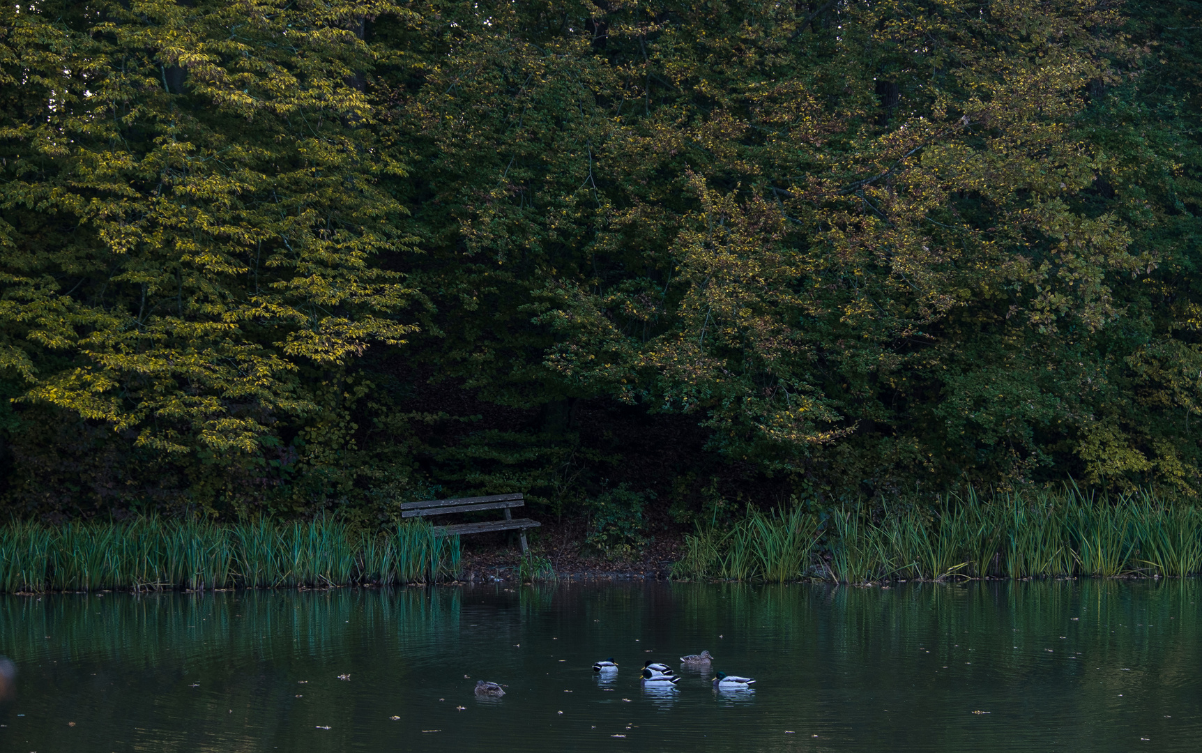 Enten am Herbstmorgen