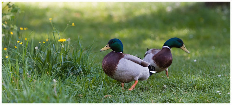 Enten am Jannersee