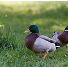 Enten am Jannersee