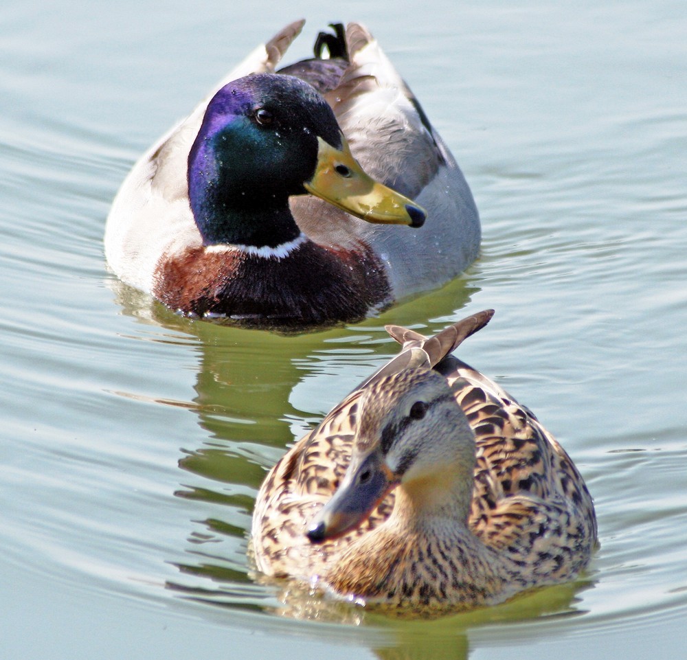 Enten am Kanal