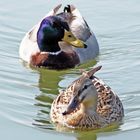 Enten am Kanal