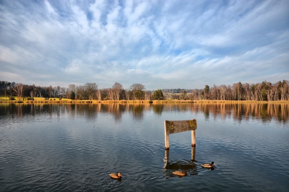 Enten am Katzensee