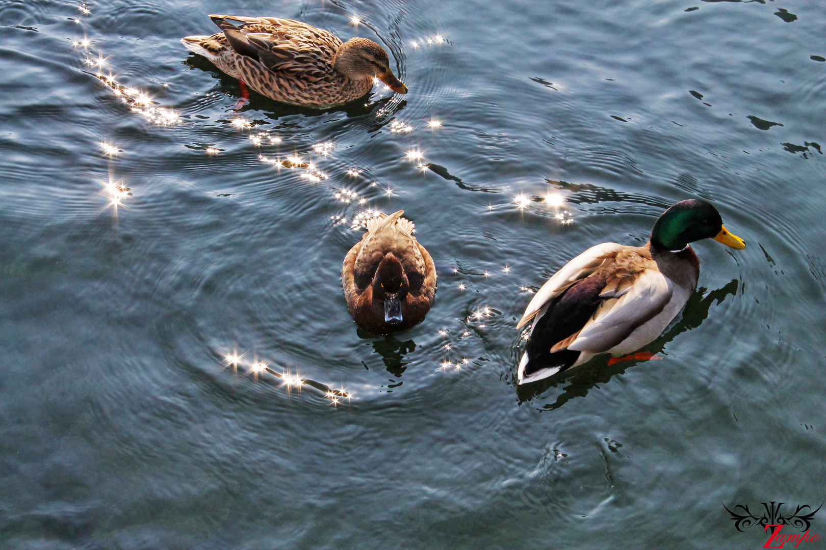 Enten am Königsee