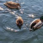 Enten am Königsee