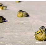 "enten am lago II "  Editorial Fotograf München Stephan Daniel Photography