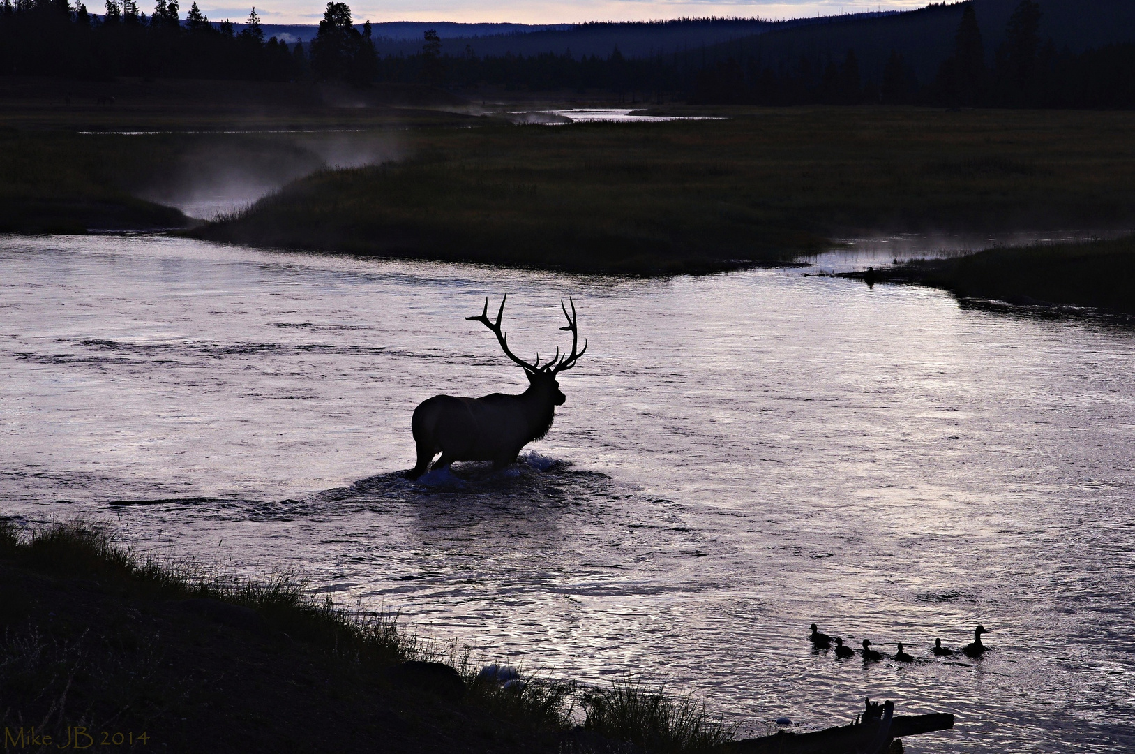 Enten am Madison River