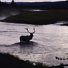 Enten am Madison River