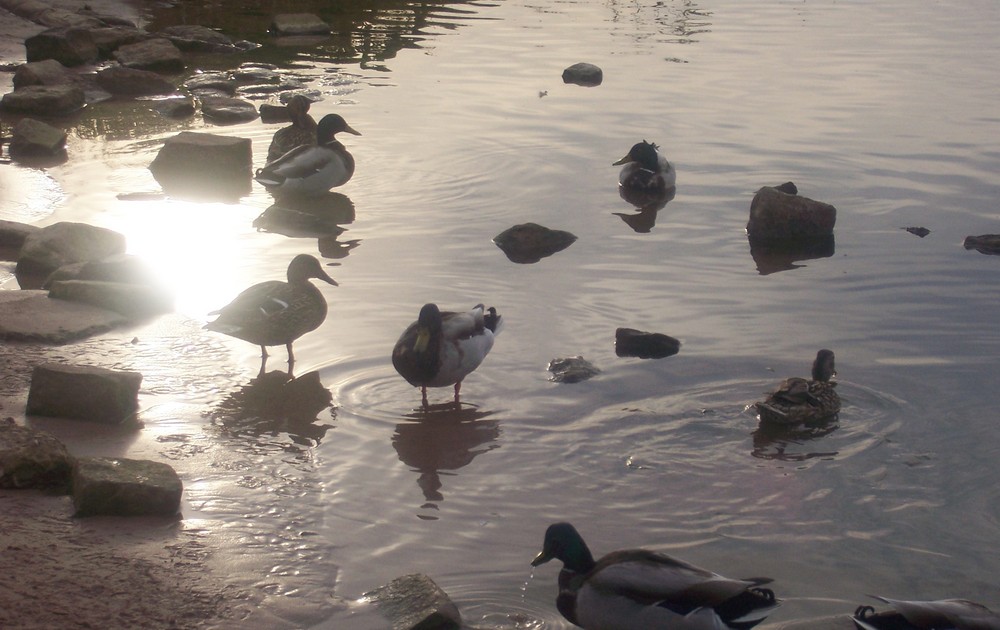 Enten am Main