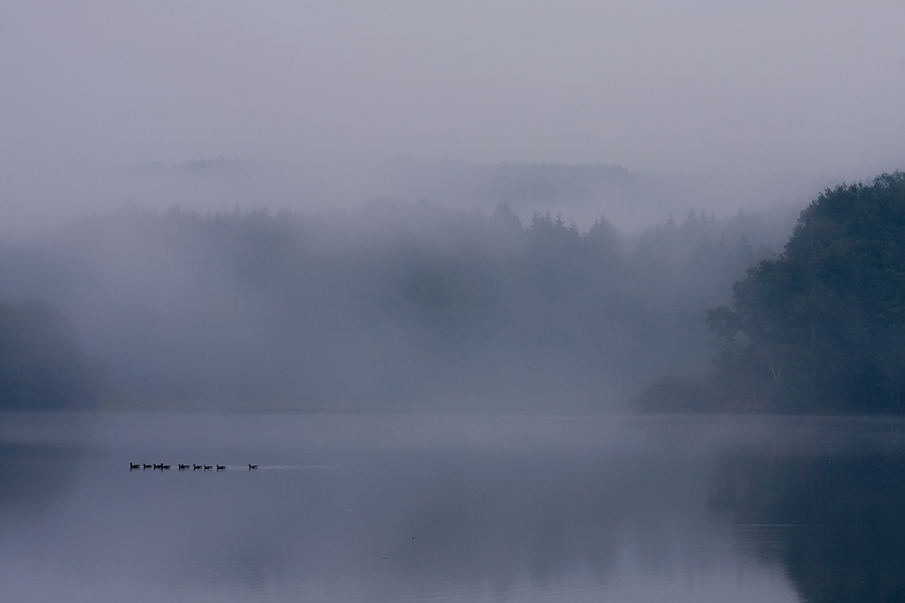 enten am möhnesee