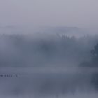 enten am möhnesee