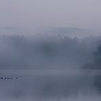 enten am möhnesee