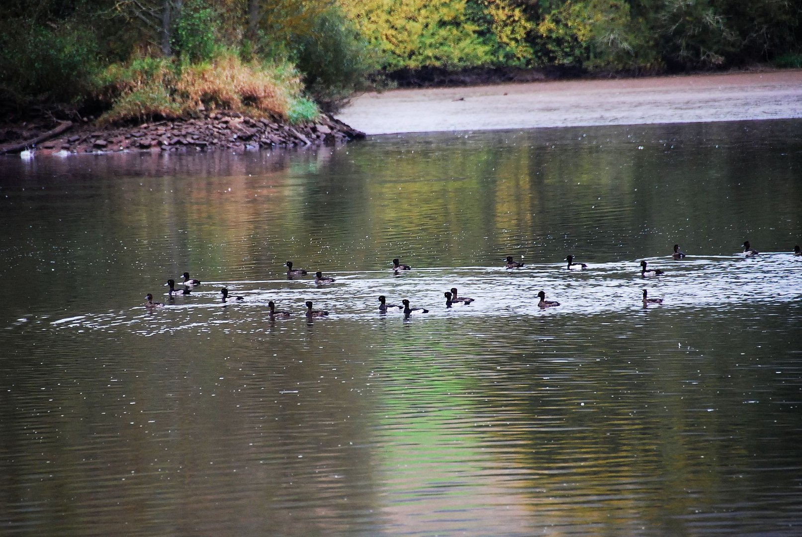 Enten am Morgen